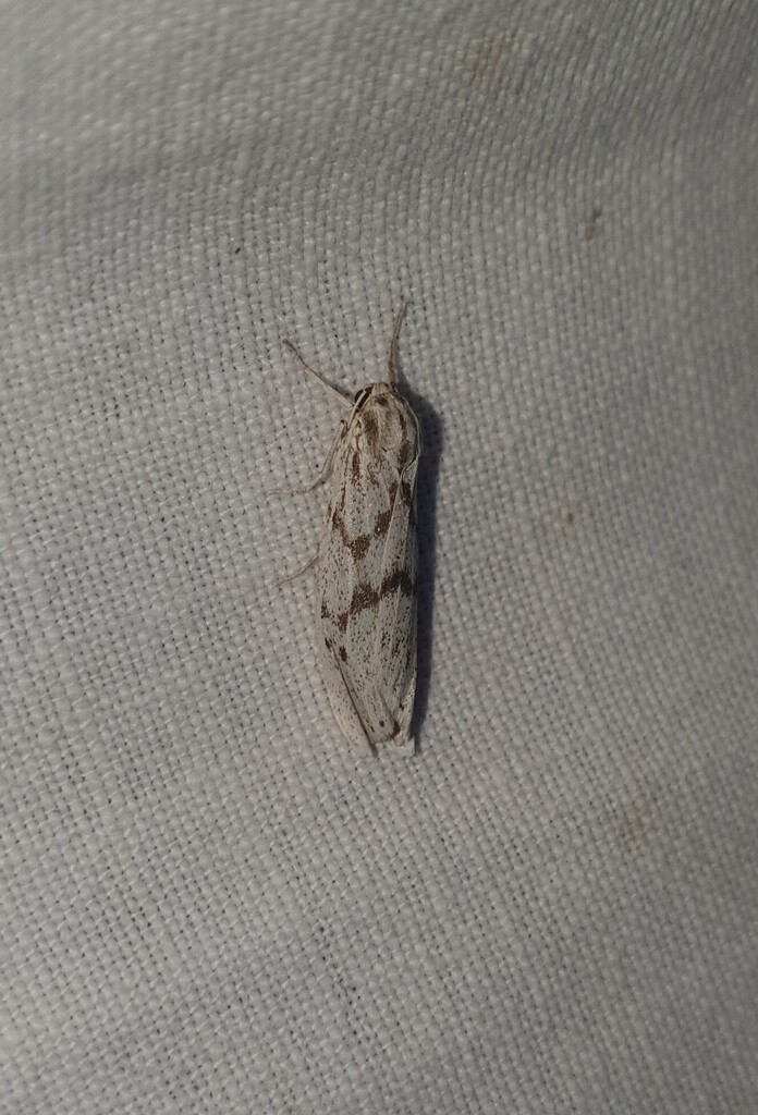 Lerautia bifasciata