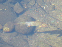 Catostomus occidentalis