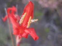 Tritoniopsis triticea