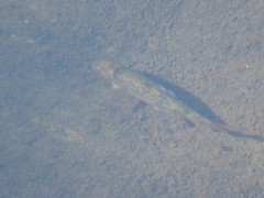 Catostomus occidentalis