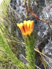 Ursinia quinquepartita