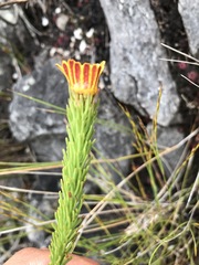 Ursinia quinquepartita