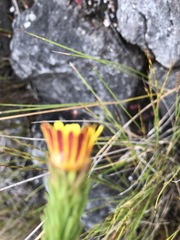 Ursinia quinquepartita