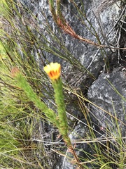 Ursinia quinquepartita