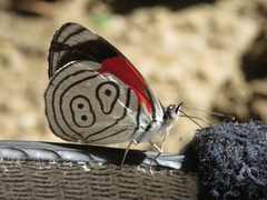 Diaethria neglecta