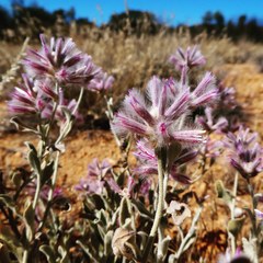 Ptilotus sessilifolius