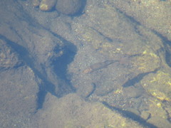 Catostomus occidentalis