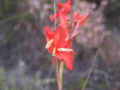 Tritoniopsis triticea
