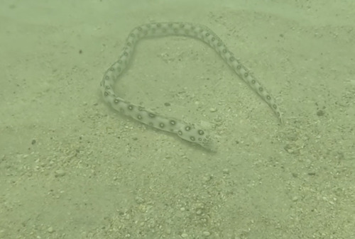 Dark-spotted snake eel (Myrichthys ocellatus) — Ophichthidae