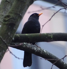 Turdus merula