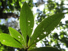 Rhododendron yedoense