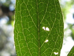 Rhododendron yedoense