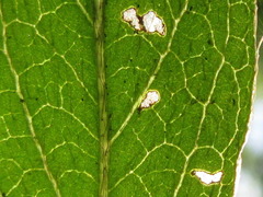 Rhododendron yedoense