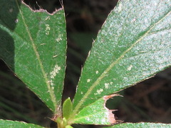 Rhododendron yedoense