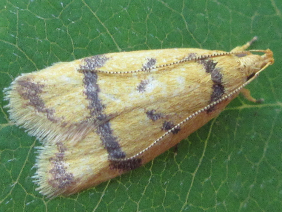 Periacma delegata