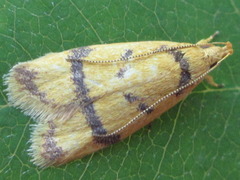 Periacma delegata