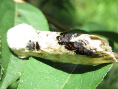 Phalera flavescens