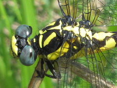 Lamelligomphus ringens