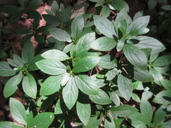 Rhododendron yedoense