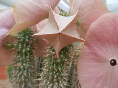 Hoodia