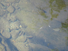 Catostomus occidentalis