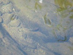 Catostomus occidentalis