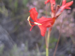 Tritoniopsis triticea