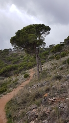 Pinaceae