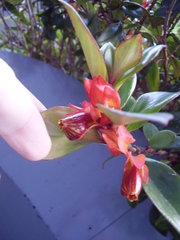Nematanthus
