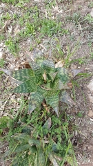 Pinaceae