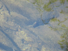 Catostomus occidentalis