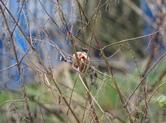 Carduelis carduelis