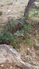 Pinaceae