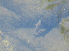 Catostomus occidentalis