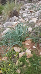 Pinaceae