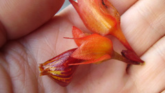 Nematanthus