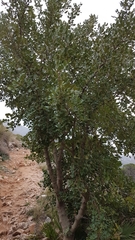 Pinaceae