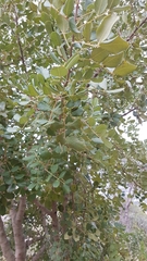 Pinaceae