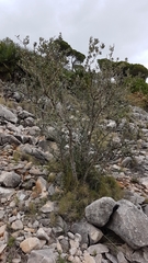 Pinaceae