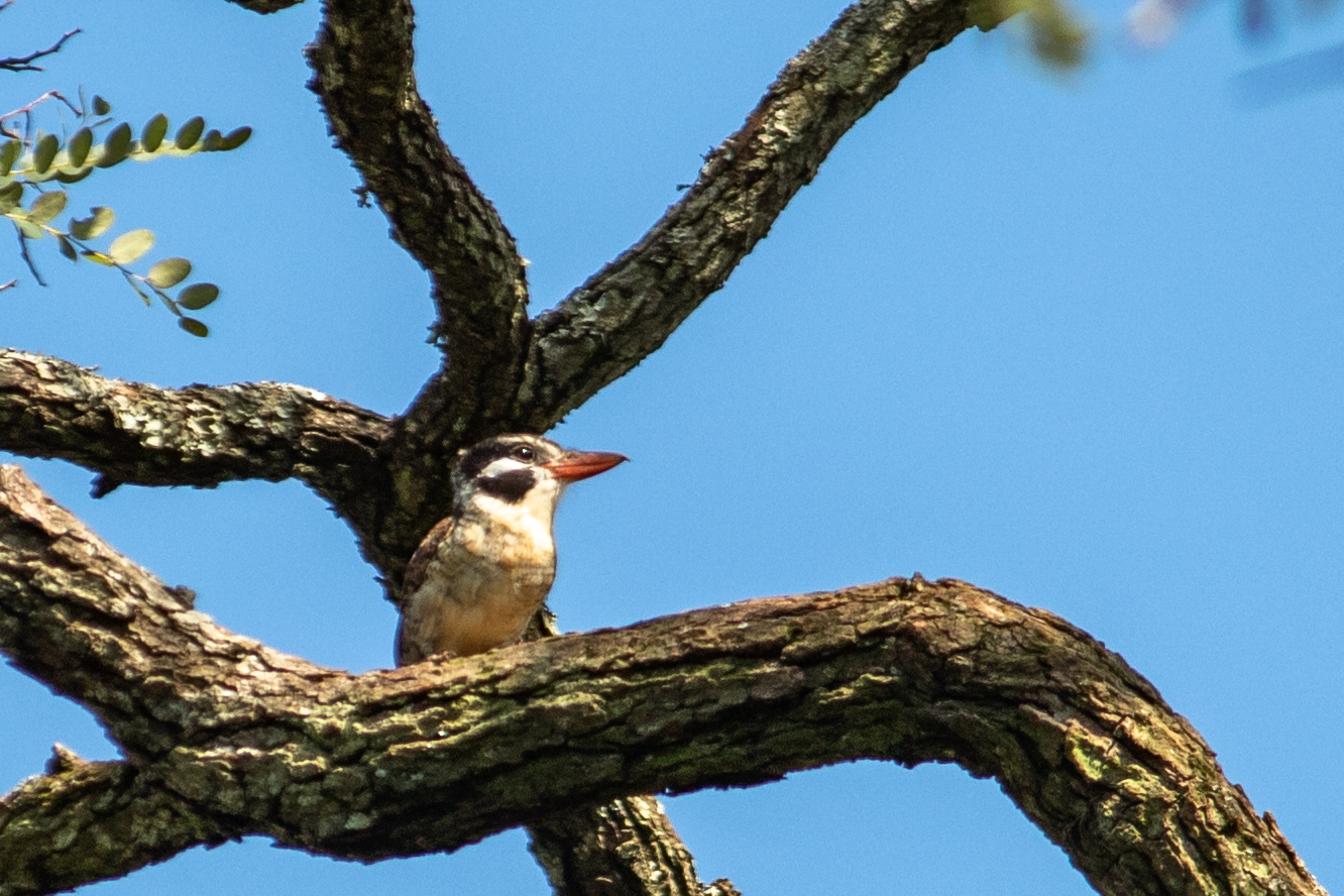 White-eared Puffbird (Nystalus chacuru), photo 4