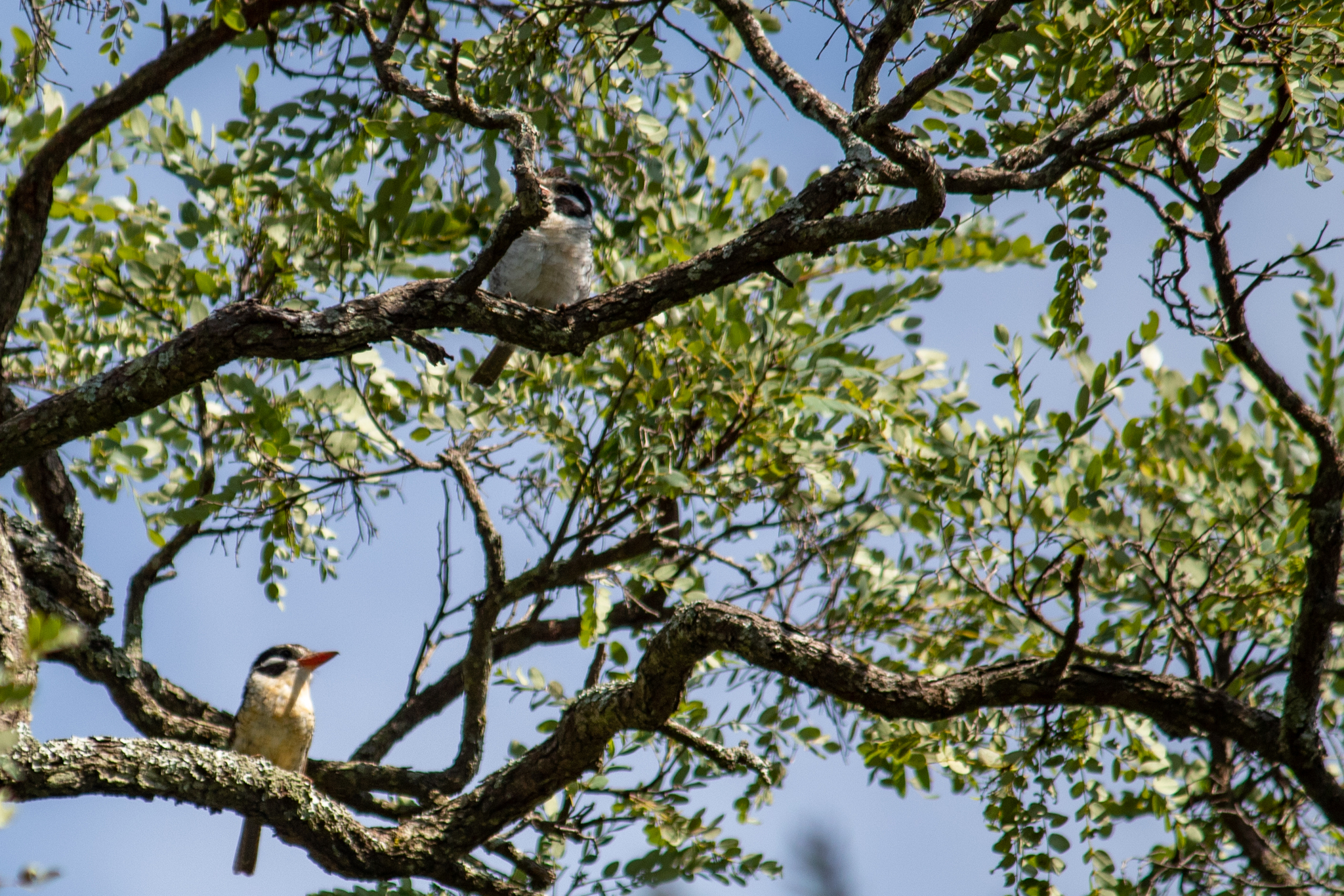 White-eared Puffbird (Nystalus chacuru), photo 3