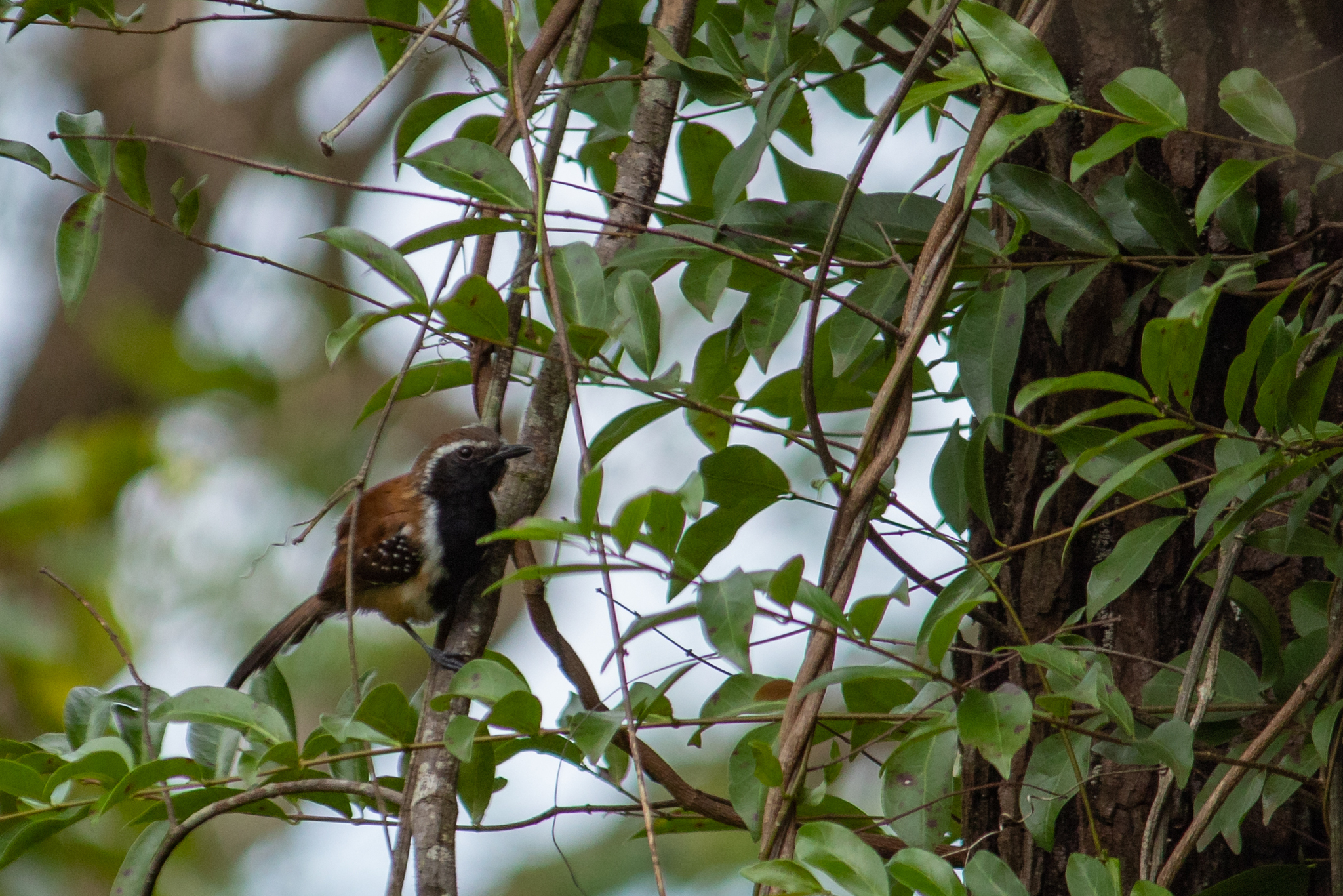 Rusty-backed Antwren (Formicivora rufa), photo 7