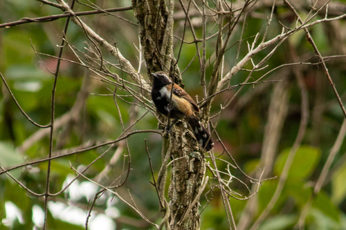 Rusty-backed Antwren (Formicivora rufa), photo 10