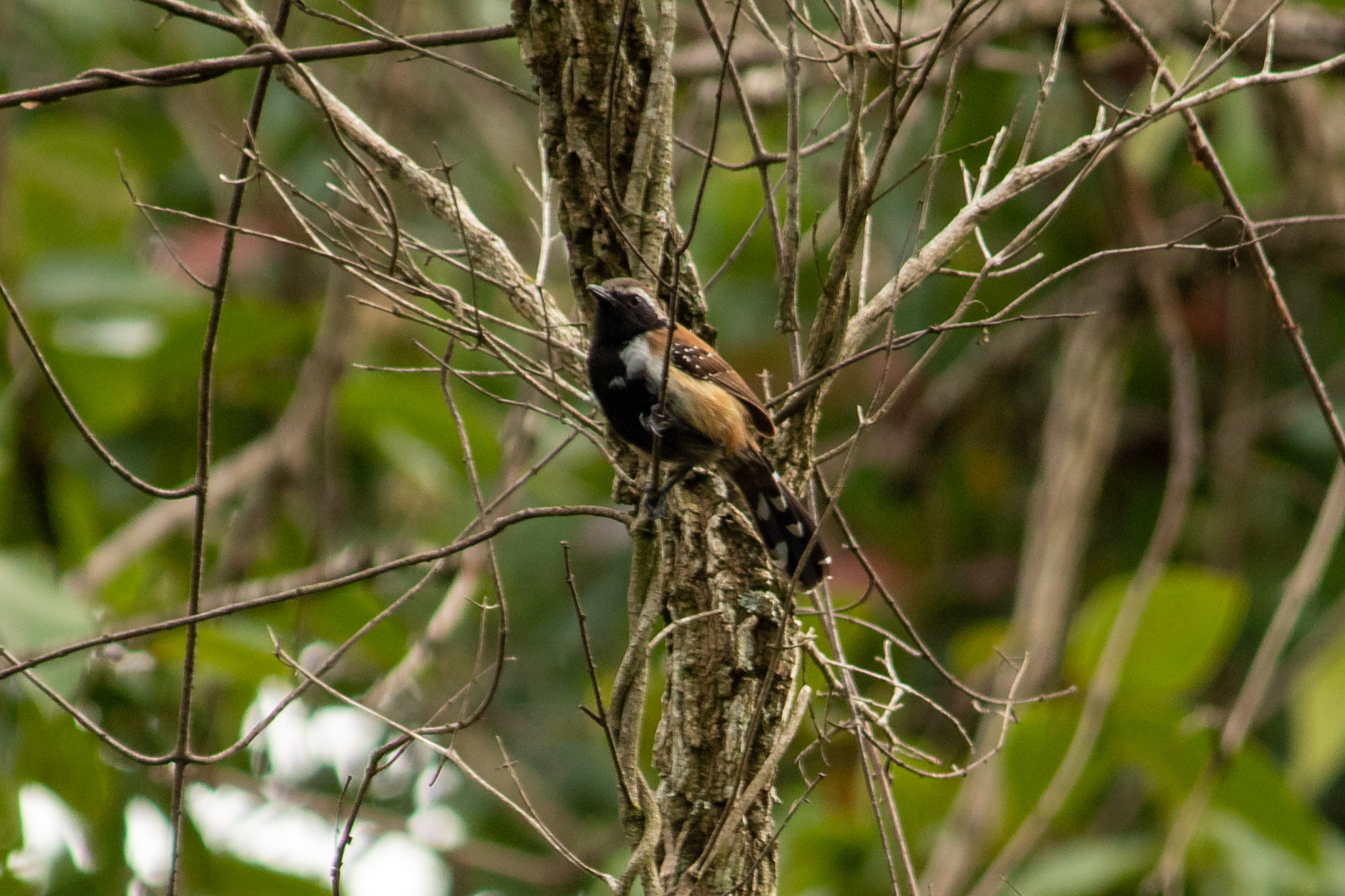 Rusty-backed Antwren (Formicivora rufa), photo 8