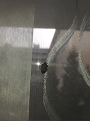 Halyomorpha halys