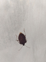Halyomorpha halys