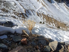 Archangelica brevicaulis