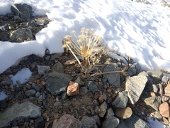 Archangelica brevicaulis