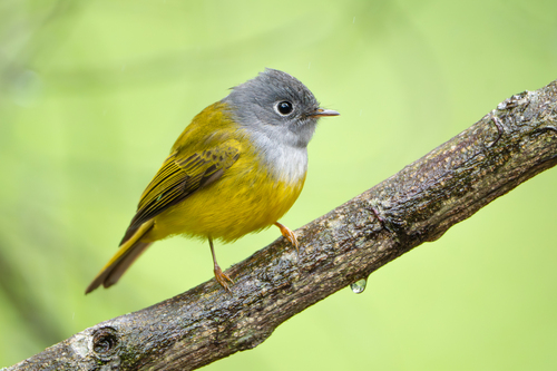 Grey-headed Canary-flycatcher (Culicicapa ceylonensis), photo 4