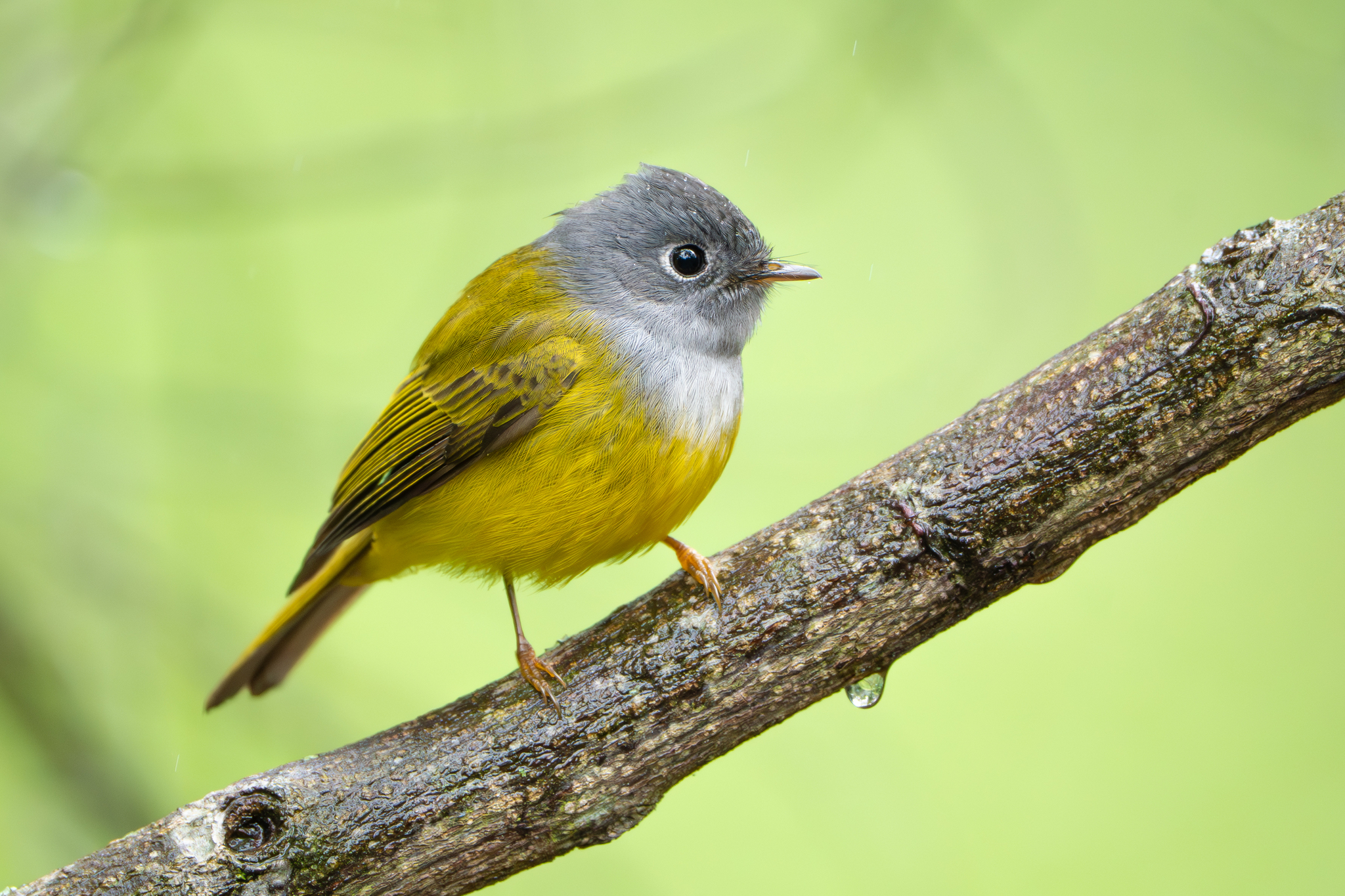 Grey-headed Canary-flycatcher (Culicicapa ceylonensis), photo 6